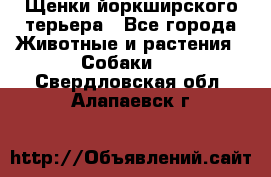 Щенки йоркширского терьера - Все города Животные и растения » Собаки   . Свердловская обл.,Алапаевск г.